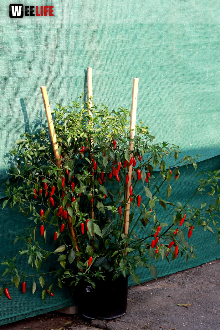 4. Hofer Chillifest