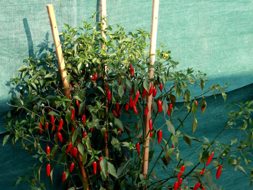 4. Hofer Chillifest – Foto 16