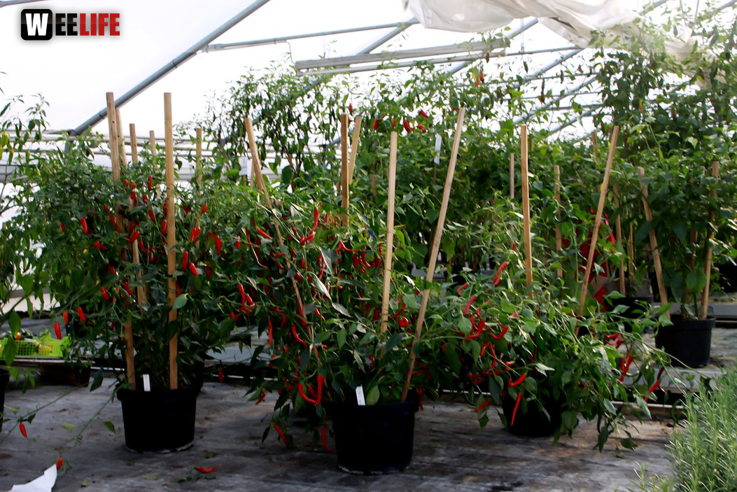 4. Hofer Chillifest