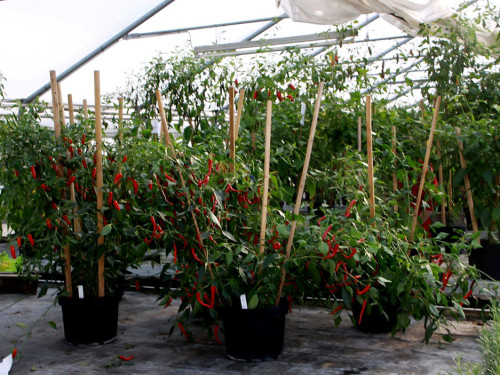 4. Hofer Chillifest – Foto 18