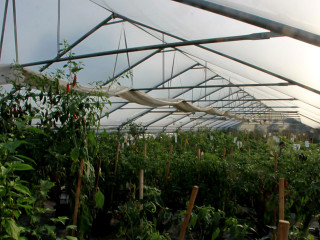 Foto 103146 im Album