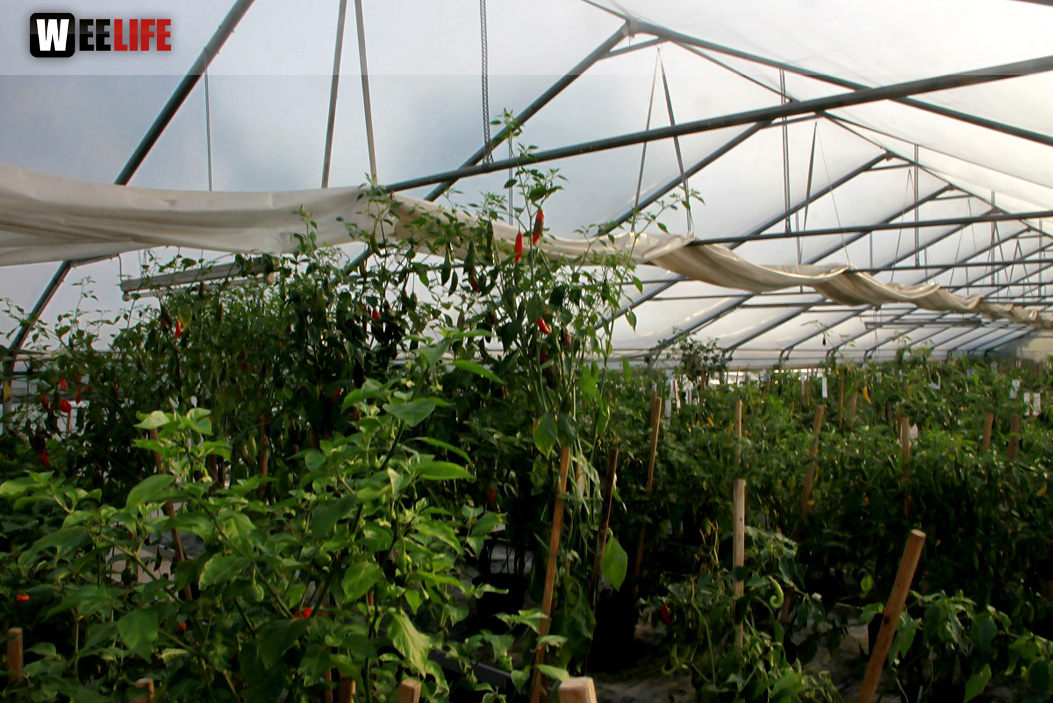 4. Hofer Chillifest