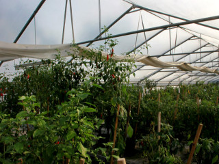 Foto 103147 im Album