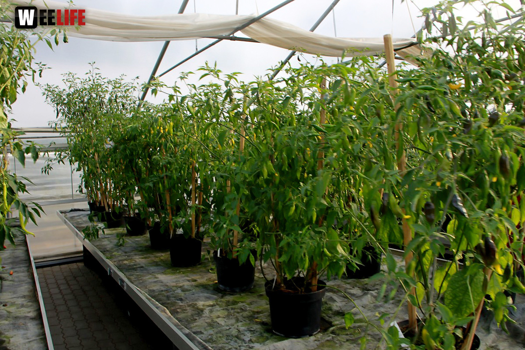 4. Hofer Chillifest