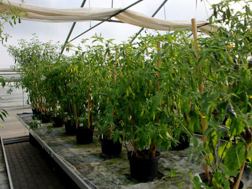 4. Hofer Chillifest – Foto 24