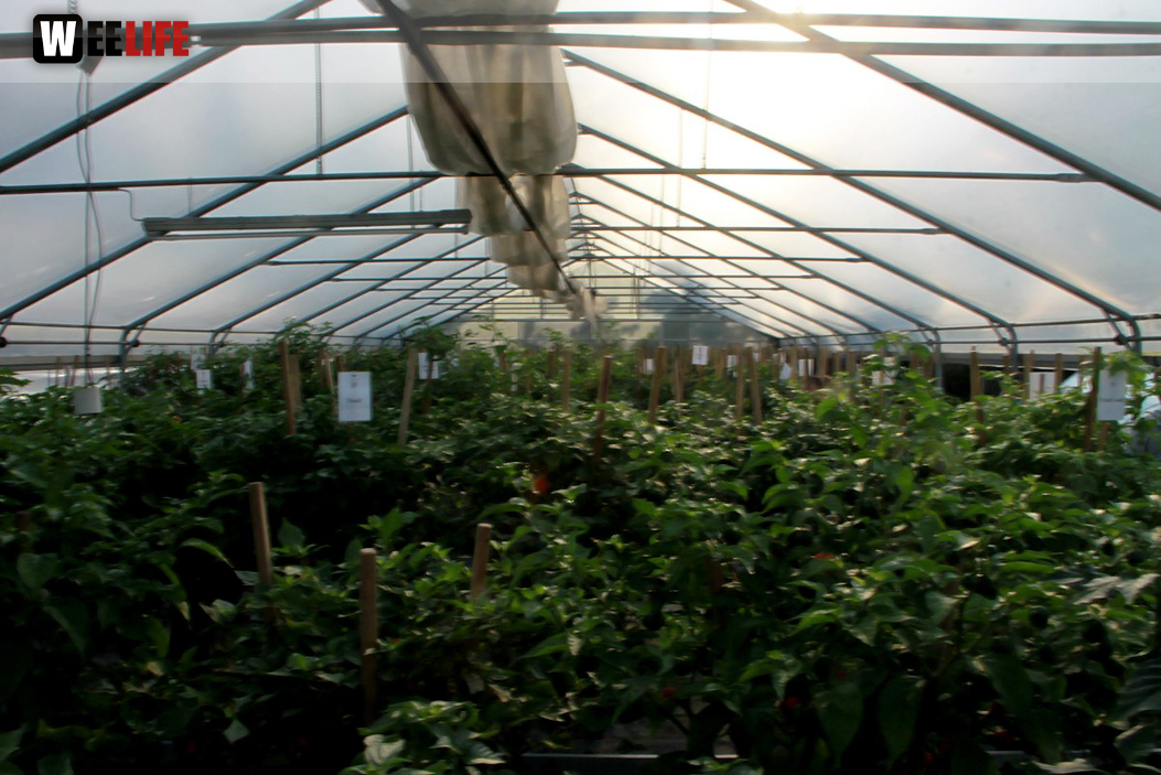 4. Hofer Chillifest