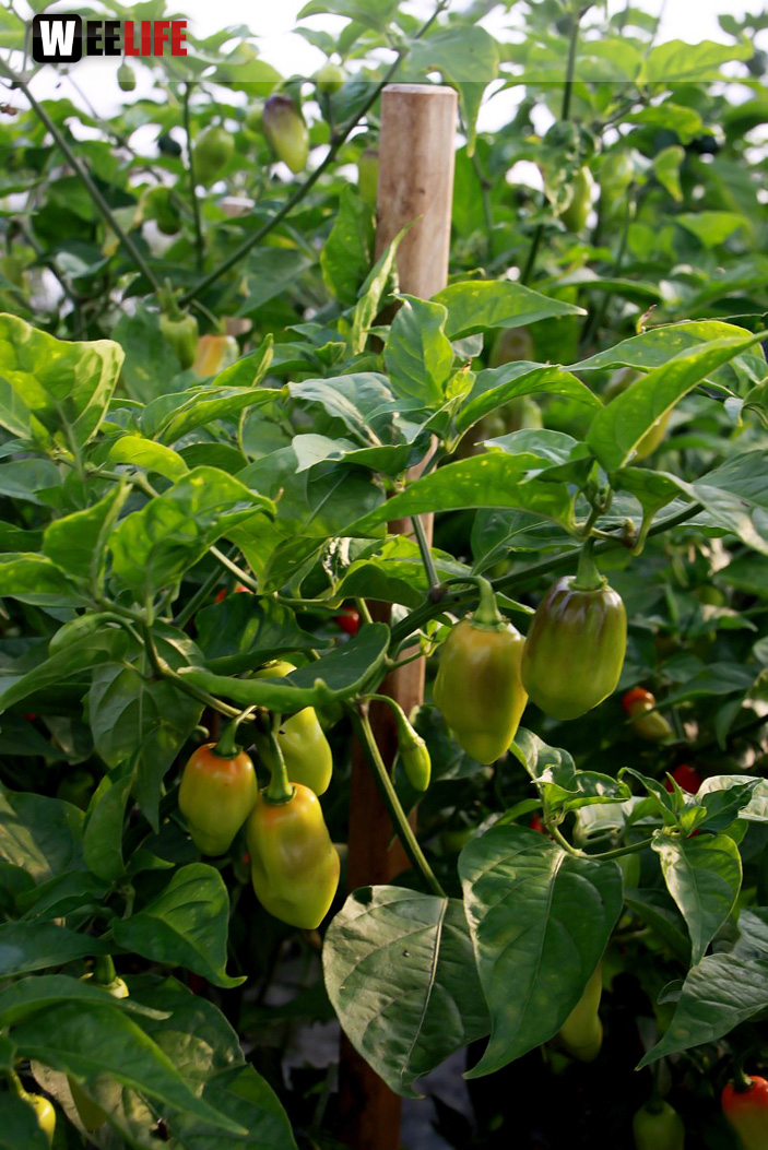 4. Hofer Chillifest