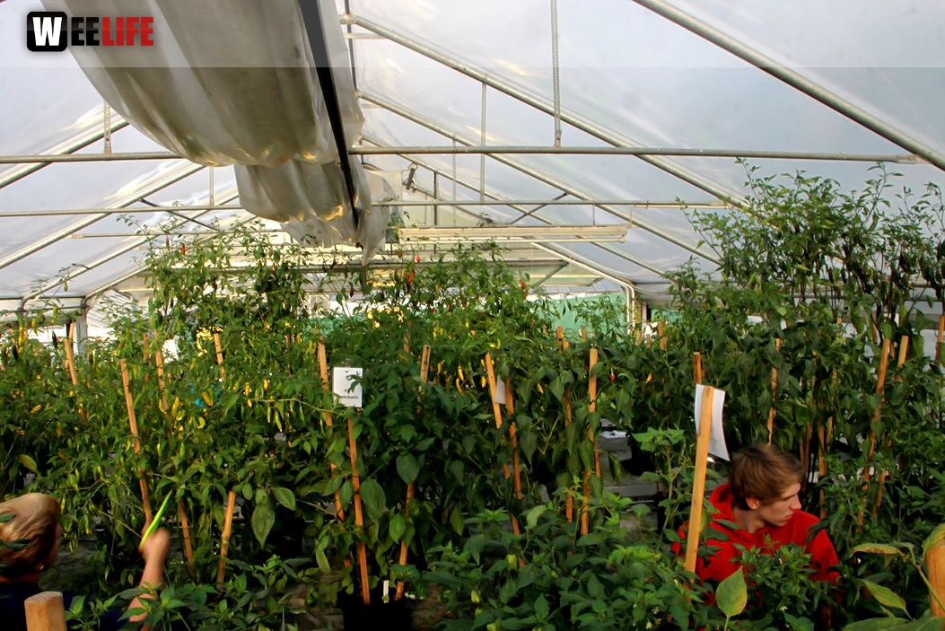 4. Hofer Chillifest