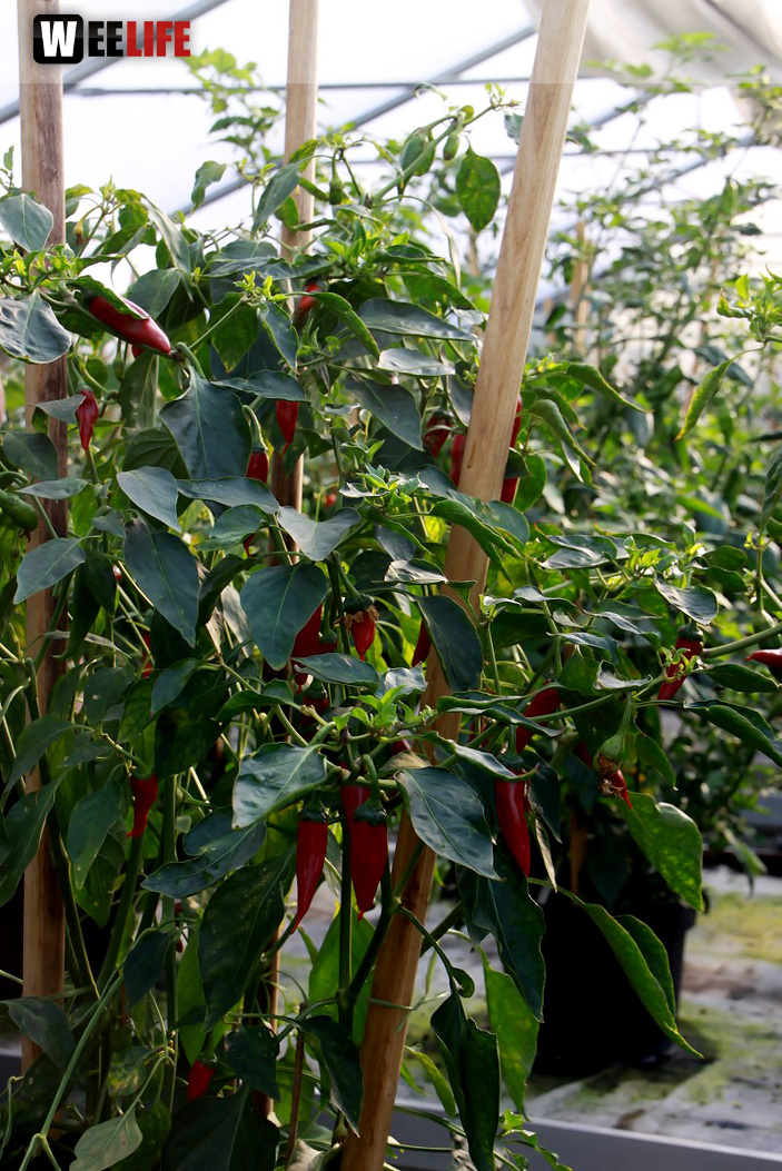 4. Hofer Chillifest