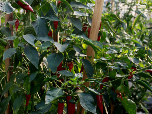 4. Hofer Chillifest – Foto 30