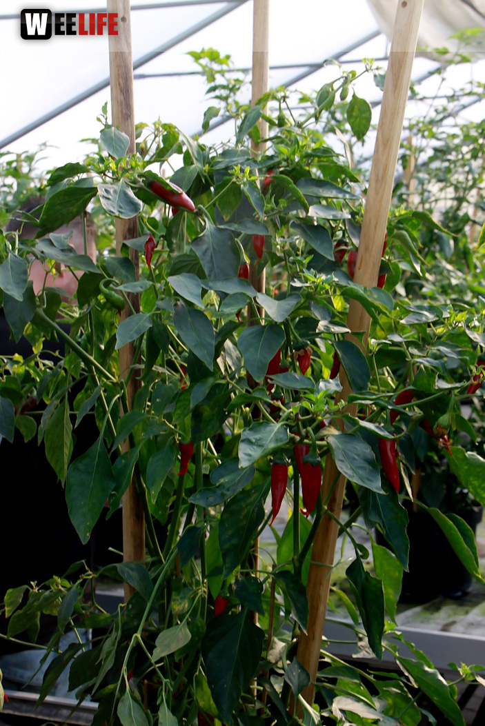 4. Hofer Chillifest