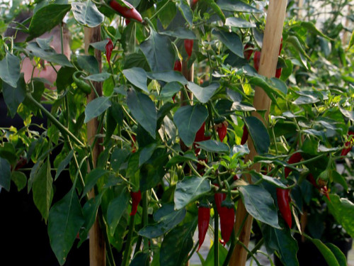 4. Hofer Chillifest – Foto 31