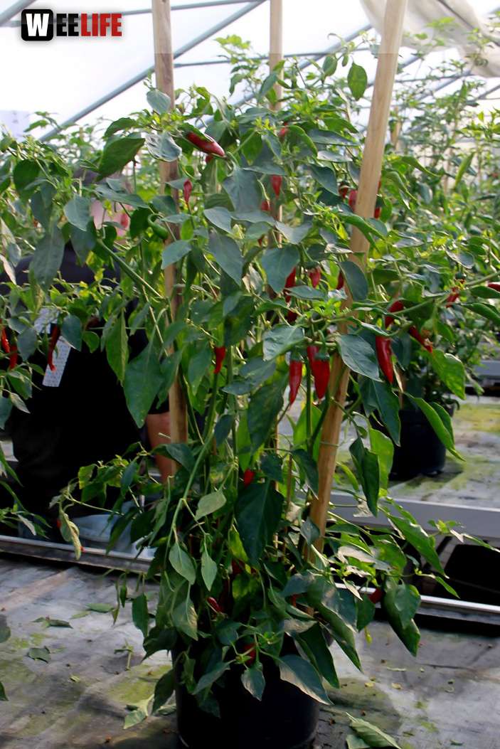 4. Hofer Chillifest