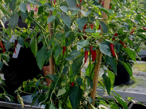 4. Hofer Chillifest – Foto 32