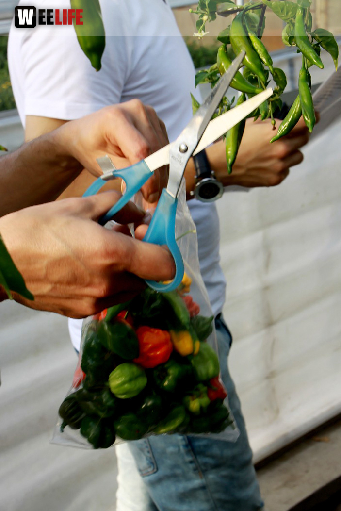 4. Hofer Chillifest