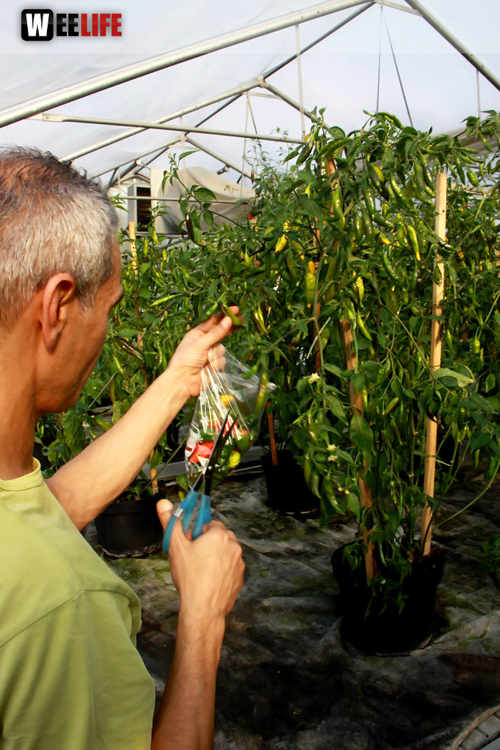 4. Hofer Chillifest