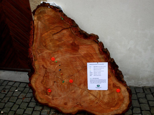 Forstlicher Weihnachtsmarkt – Foto 17