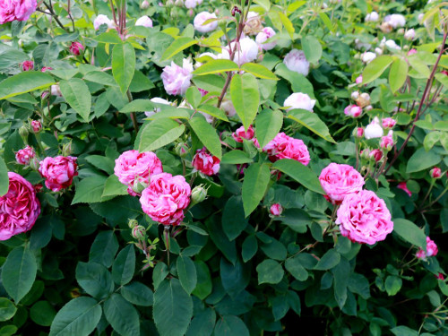 Rosenfest – Foto 26