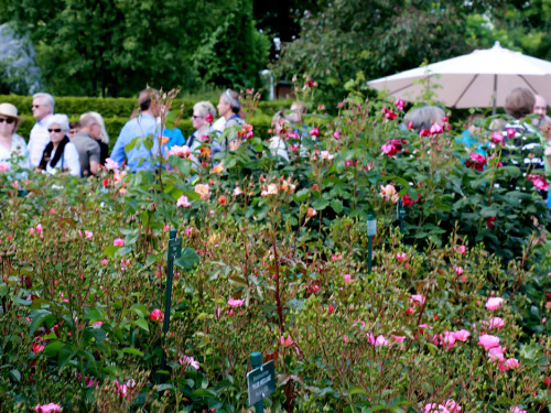 Rosenfest – Foto 27