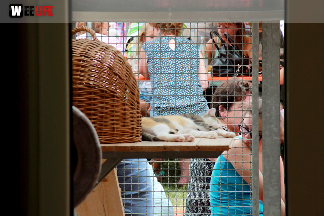 Sommerfest Tierheim