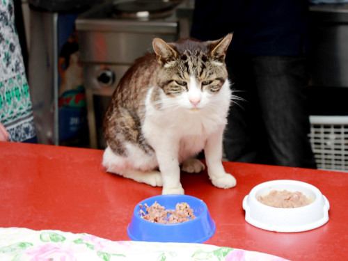 Sommerfest Tierheim – Foto 14