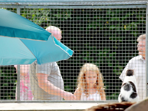 Sommerfest Tierheim – Foto 39