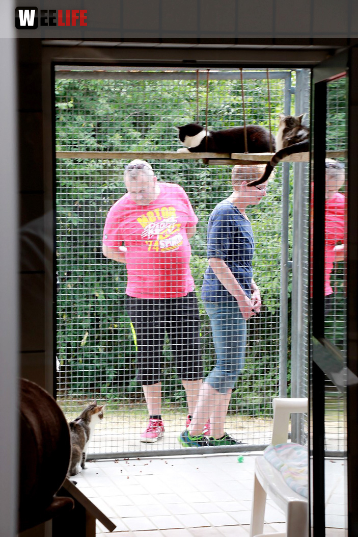 Sommerfest Tierheim