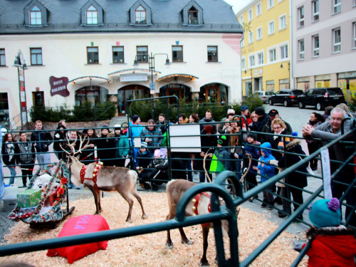 Hofer Weihnachtswelt Rentiere – Foto 4