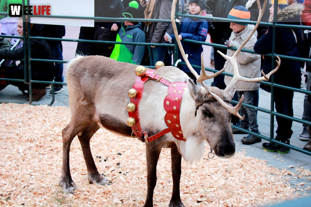 Hofer Weihnachtswelt Rentiere
