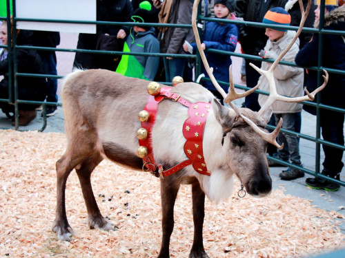 Hofer Weihnachtswelt Rentiere – Foto 5
