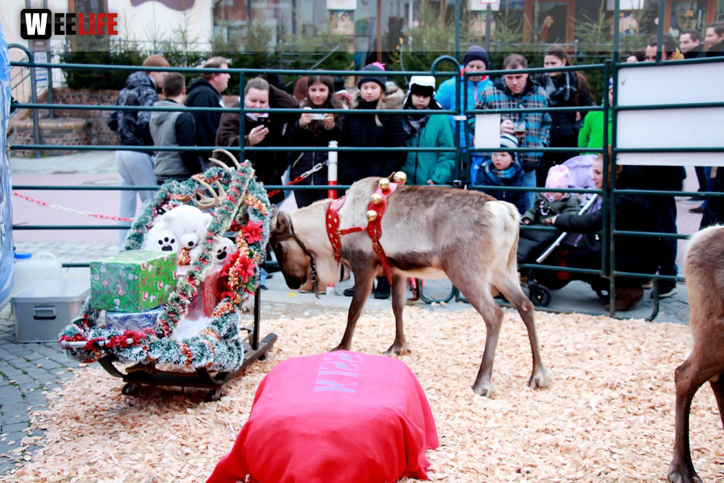 Hofer Weihnachtswelt Rentiere