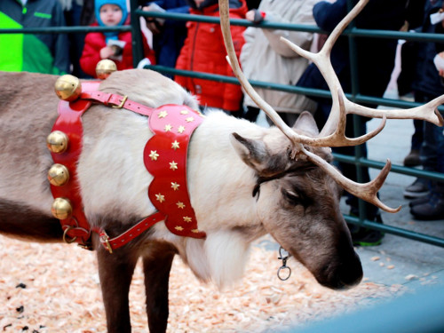 Hofer Weihnachtswelt Rentiere – Foto 7