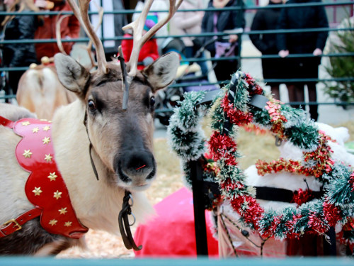 Hofer Weihnachtswelt Rentiere – Foto 10
