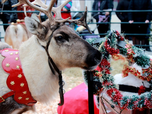 Hofer Weihnachtswelt Rentiere – Foto 11