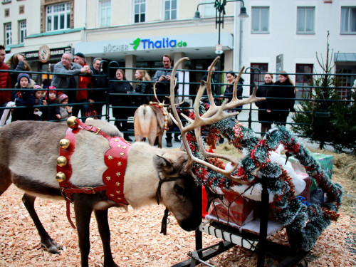 Hofer Weihnachtswelt Rentiere – Foto 13