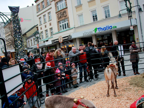 Hofer Weihnachtswelt Rentiere – Foto 15