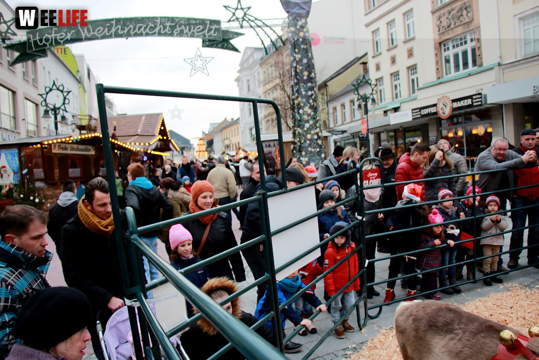 Hofer Weihnachtswelt Rentiere