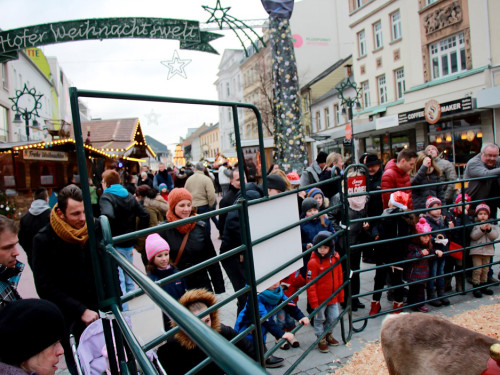 Hofer Weihnachtswelt Rentiere – Foto 16