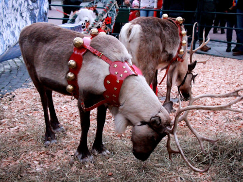 Hofer Weihnachtswelt Rentiere – Foto 31