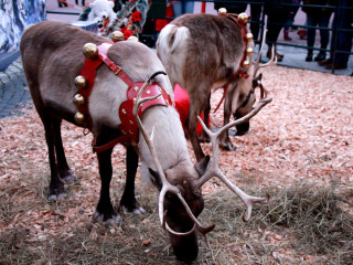 Foto 152818 im Album