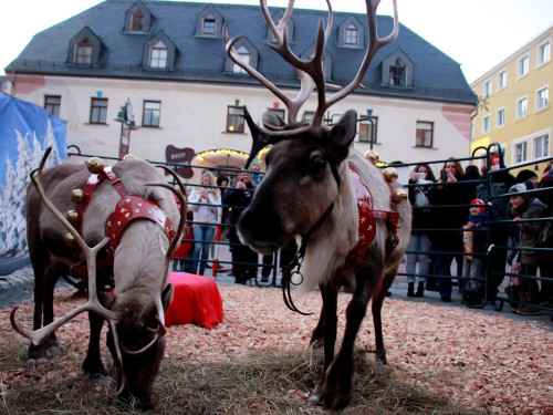 Hofer Weihnachtswelt Rentiere – Foto 33
