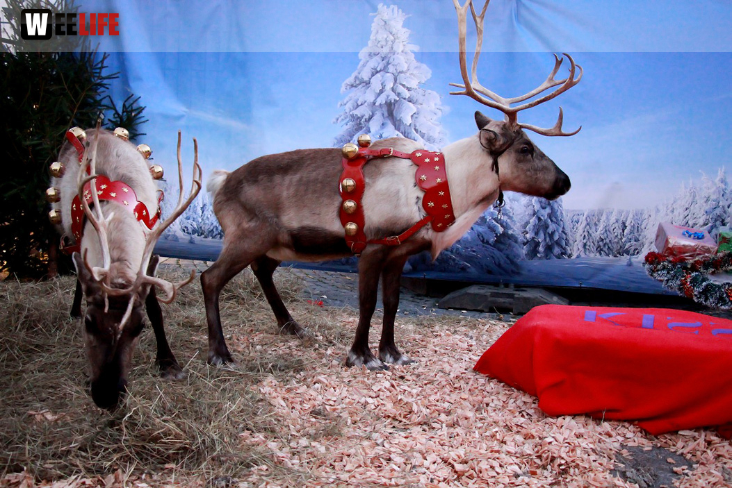 Hofer Weihnachtswelt Rentiere