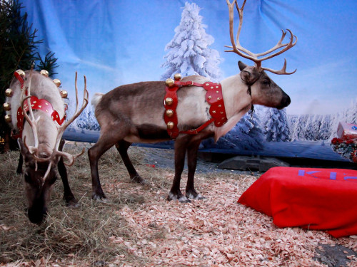 Hofer Weihnachtswelt Rentiere – Foto 34