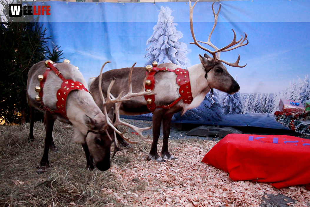 Hofer Weihnachtswelt Rentiere