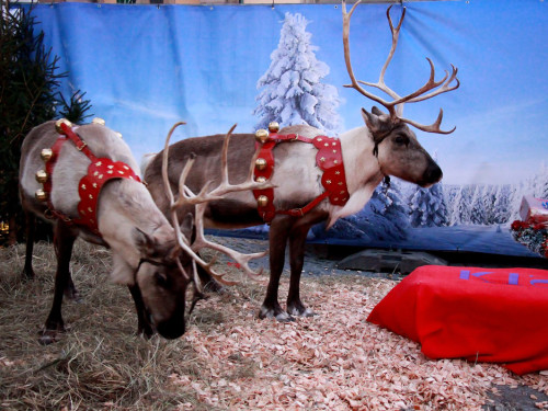 Hofer Weihnachtswelt Rentiere – Foto 35