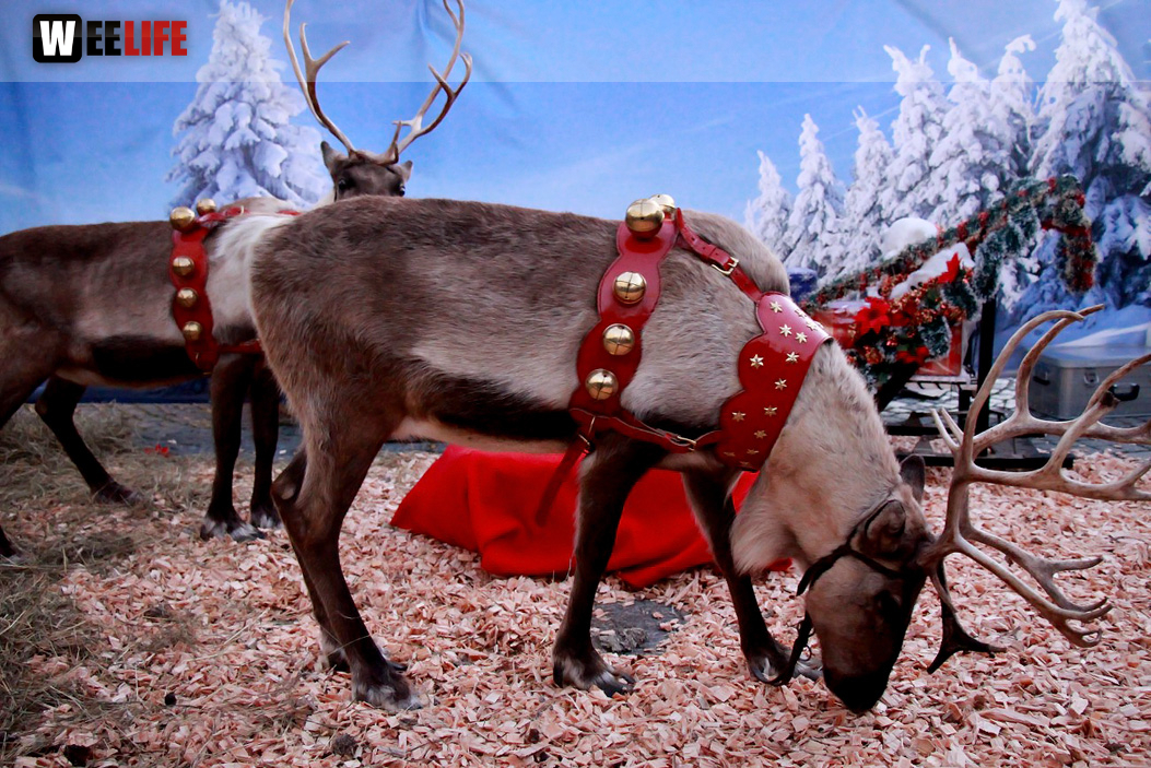 Hofer Weihnachtswelt Rentiere