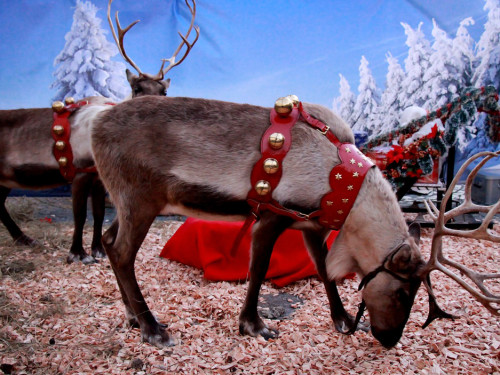 Hofer Weihnachtswelt Rentiere – Foto 36