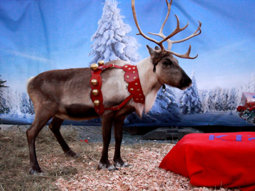 Hofer Weihnachtswelt Rentiere – Foto 37