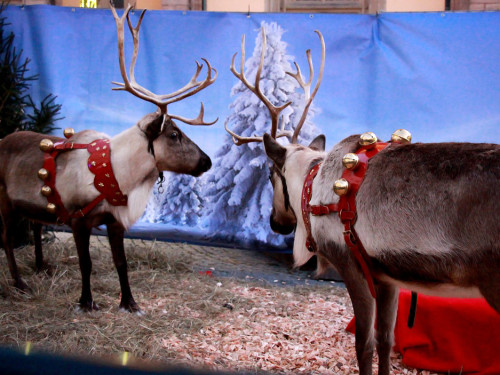Hofer Weihnachtswelt Rentiere – Foto 41