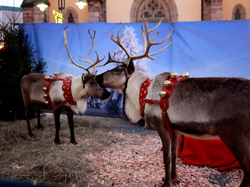 Hofer Weihnachtswelt Rentiere – Foto 43